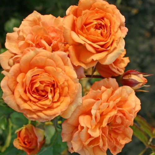 Rosa Orangerie ® - orange - floribundarosen